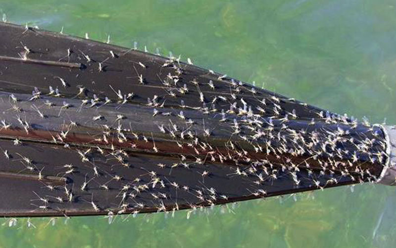 A hundred little flies sitting on an oar.