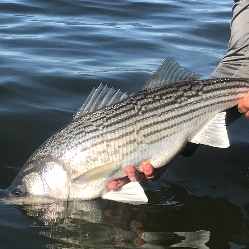 Fish going back into the lake